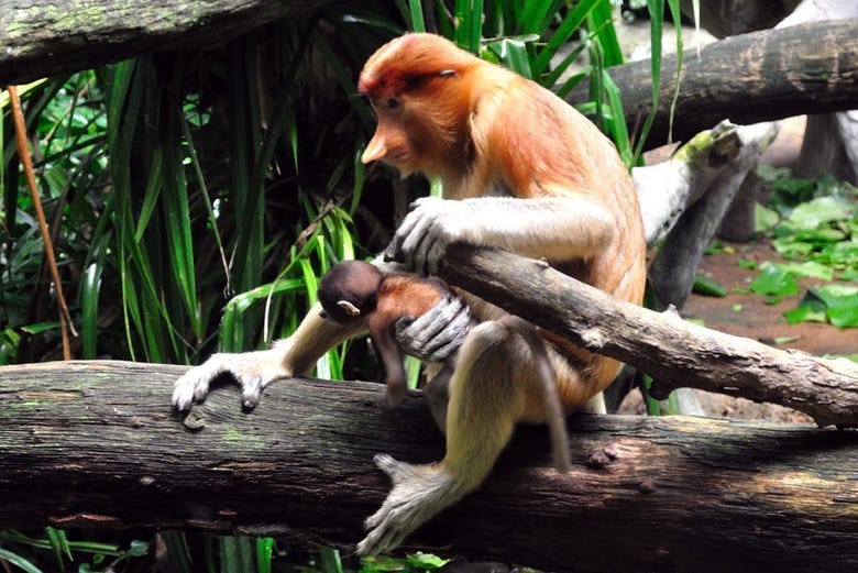 The interesting long-nosed monkeys